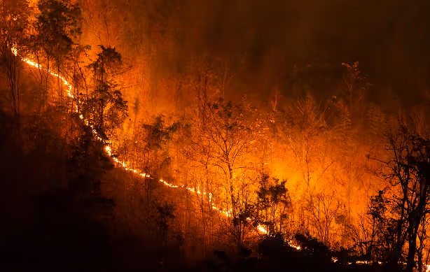 Wildfire consequences and ecological damage
